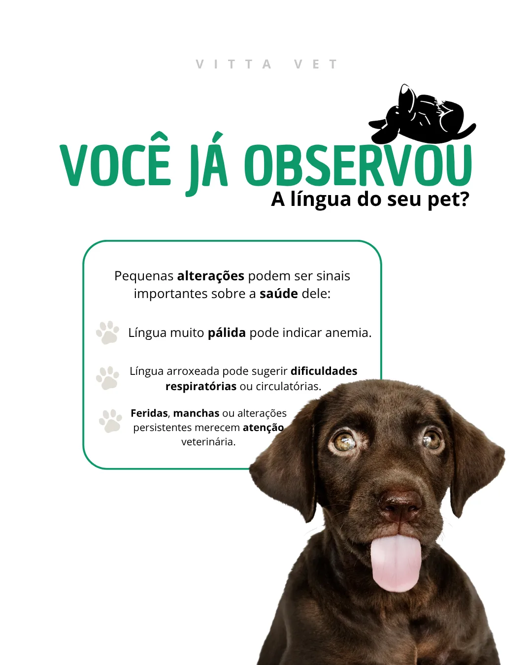 Post da VittaVet: você já observou a língua do seu pet?